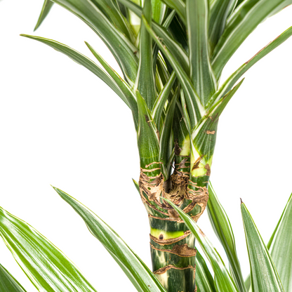 Dracaena Deremensis White Stripe Ø19cm - ?80cm