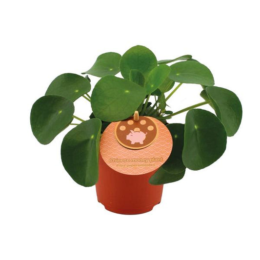 Pilea Peperomioides - Ø11cm - ?15cm