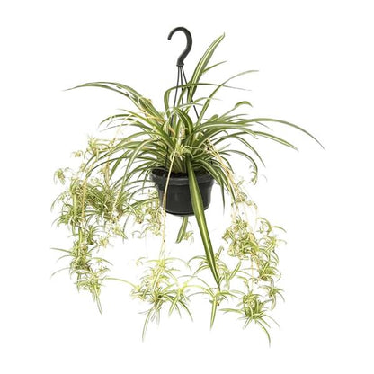 Chlorophytum Comosum Variegatum - Ø14cm - ?55cm