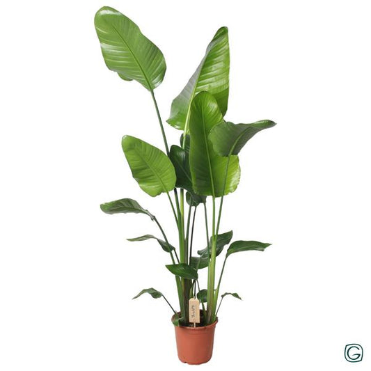 Strelitzia Nicolai 130cm - Ø21cm - ?130cm