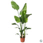 Strelitzia Nicolai 130cm - Ø21cm - ?130cm