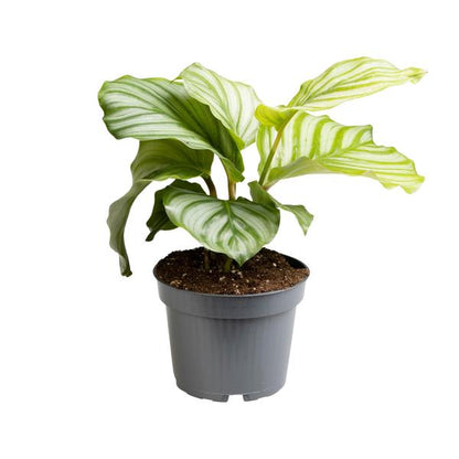 Calathea Orbifolia - Ø12cm - ?25cm