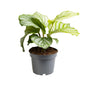 Calathea Orbifolia - Ø12cm - ?25cm