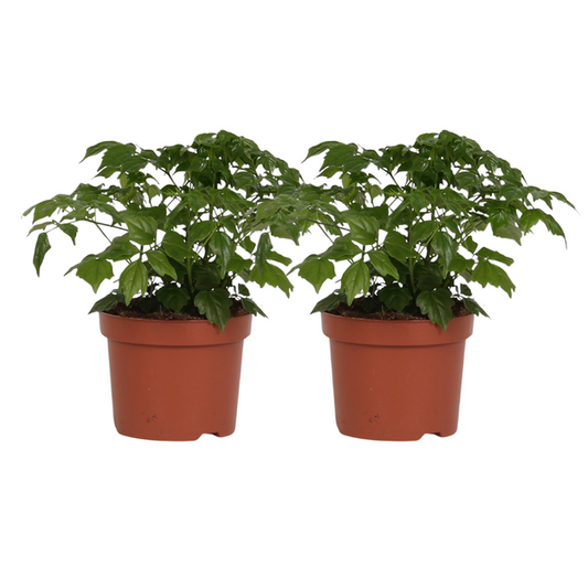 Rademachera Sinica - 2 stuks - Ø12cm - ?27cm