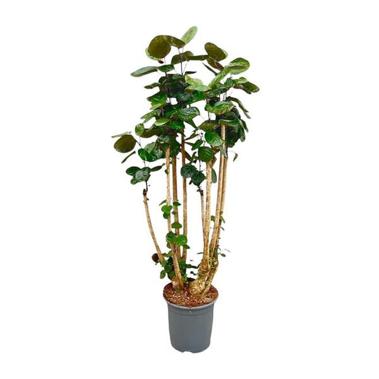 Polysicas Fabian XXL - 160 cm - ?30
