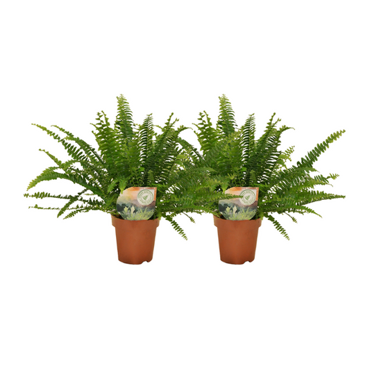 Nephrolepis krulvaren - 2 stuks - ø12 - ?30cm