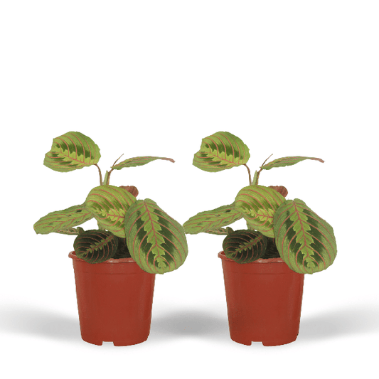 Maranta Fascinator (Pijlwortel) - 2 stuks - Ø12cm - ?20cm