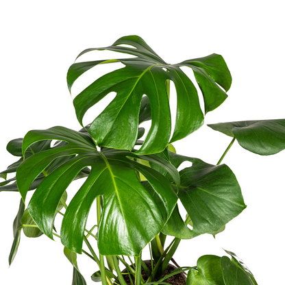 Monstera Deliciosa Tauerii Ø21cm - ?80cm