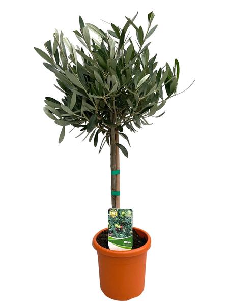 Olea Europaea "op Stam" - Ø15cm - ?60cm