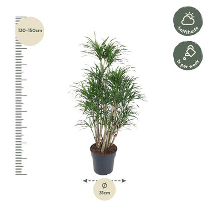 Dracaena Anita vertakt - 160 cm - ø31