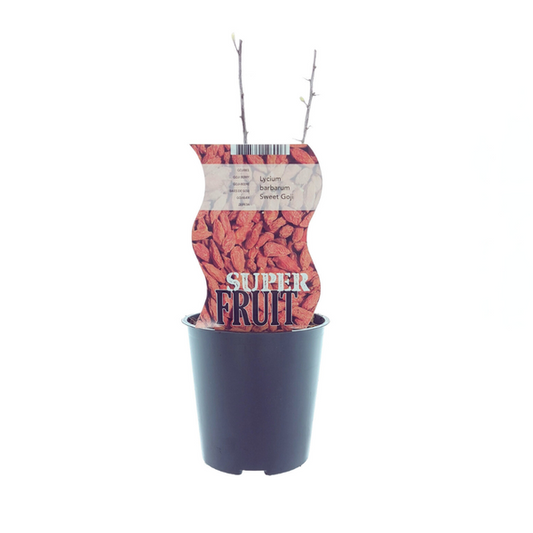 Lycium Sweet Goji (Gojibes) - Ø12cm - ?30cm