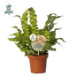 Asplenium Crispy Wave - Ø12cm - ?25cm