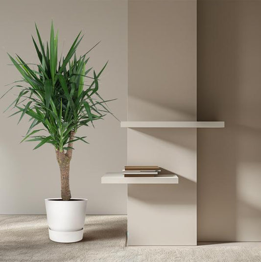 Yucca Elephantipes - Ø14cm - ?40cm