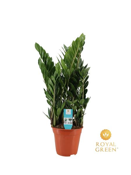Zamioculcas 21cm - Ø21cm - ?75cm