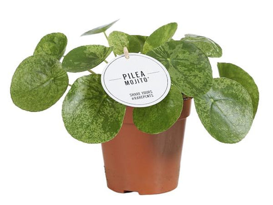 Pilea Mojito - Ø13cm - ?20cm