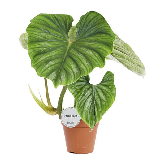 Philodendron Plowmanii - Ø15cm - ?50cm