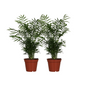 Chamaedorea Elegans - 2 stuks - Ø17cm - ?55cm