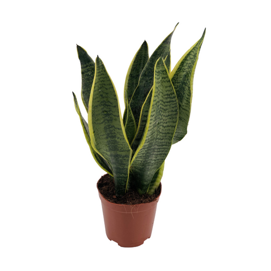 Sansevieria Superba - Ø12cm - ?40cm
