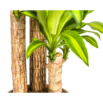 Dracaena Fragrans Massangeana Ø24cm - ?140cm