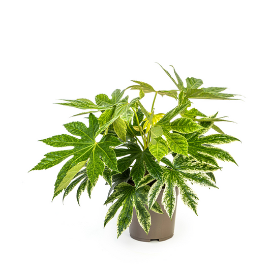 Fatsia Japonica Spider's Web Ø19cm - ?45cm