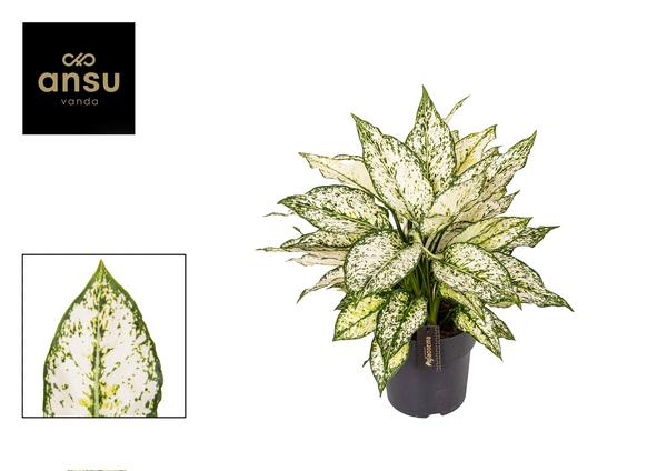 Aglaonema White Kiwi - Ø19cm - ?40cm