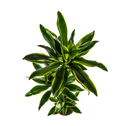 Dracaena Fragrans Golden Coast Ø24cm - ?140cm