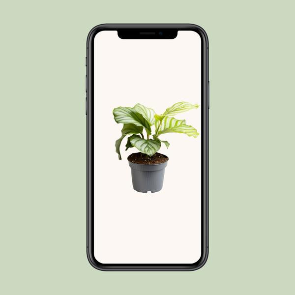 Calathea Orbifolia - Ø12cm - ?25cm