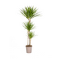 Dracaena Marginata Green Ø24cm - ?140cm