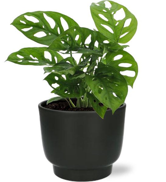 Monstera Monkey Leaf - Ø12cm - ?30cm + Potenza Pot D13x11cm - Zwart