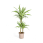 Dracaena Deremensis White Stripe Ø19cm - ?80cm