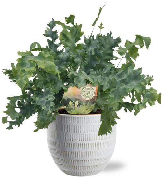 Phlebodium Davana - Ø12cm - ?35cm + Beau Pot D14x13cm - Wit