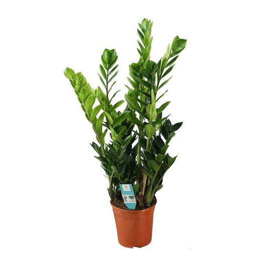 Zamioculcas 21cm - Ø21cm - ?100cm