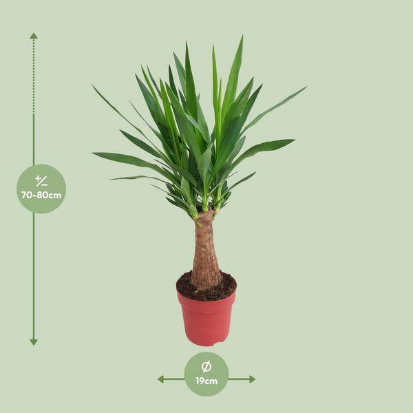 Yucca "Maya Tree" 30stam P19 - Ø19cm - ?80cm