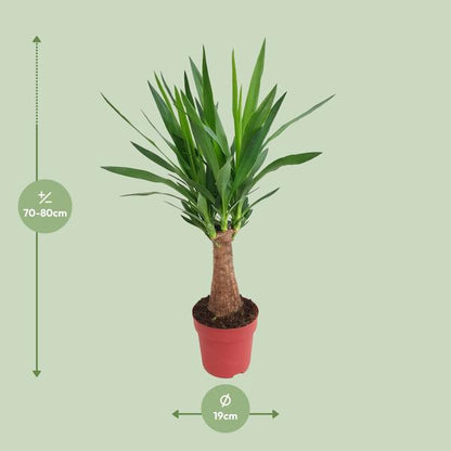 Yucca "Maya Tree" 30stam P19 - Ø19cm - ?80cm