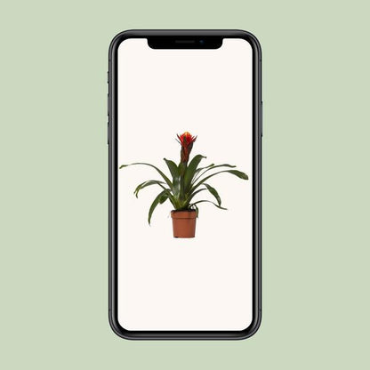 Guzmania Happiness - Ø12 ?45