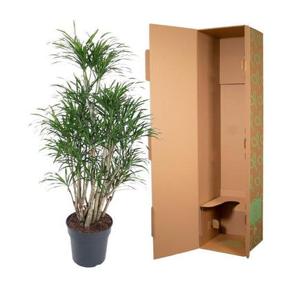 Dracaena Anita vertakt - 160 cm - ø31