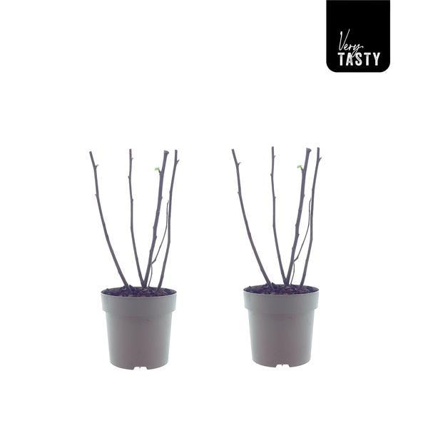 Ficus Bornholm (15017) - 2 stuks - Ø15cm - ?40cm