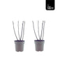 Ficus Bornholm (15017) - 2 stuks - Ø15cm - ?40cm