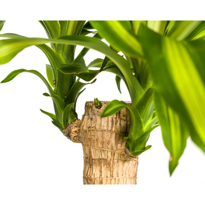 Dracaena Fragrans Massangeana Ø21cm - ?100cm