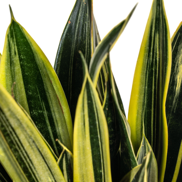 Sansevieria Trifasciata Canary Ø17cm - ↕50-55cm