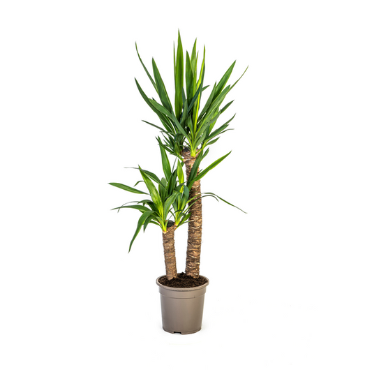 Yucca Elephantipes Ø19cm - ?80cm