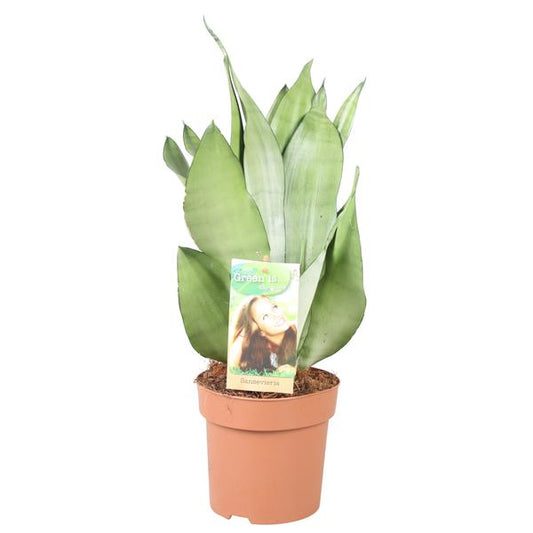 Sansevieria Moonshine - Hoogte 40-45** - Ø14cm - ?40cm