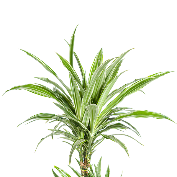 Dracaena Deremensis White Stripe Ø19cm - ?80cm