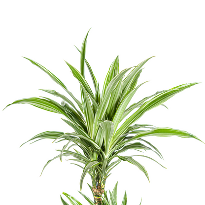 Dracaena Deremensis White Stripe Ø19cm - ?80cm