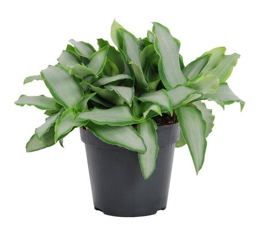 Murdannia Loriformus 'Bright Star' - Ø12cm - ?20cm