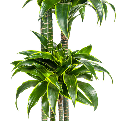 Dracaena Deremensis Dorado Ø27cm - ?180cm