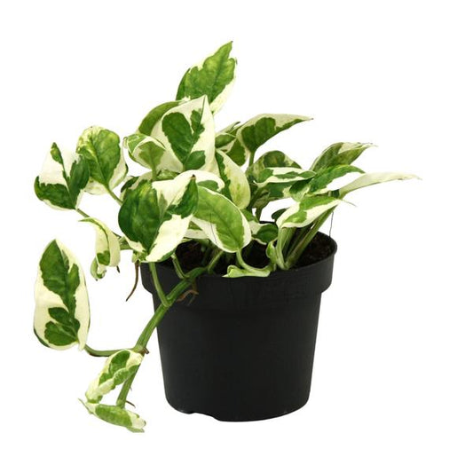 Scindapsus (Epipremnum) N'joy - Ø12cm - ?15cm
