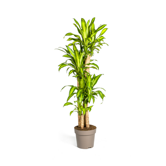 Dracaena Fragrans Massangeana Ø30cm - ?180cm
