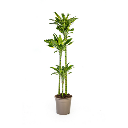 Dracaena Fragrans Golden Coast Ø24cm - ?140cm