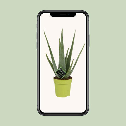 Aloe Vera - Ø12cm - ?45cm